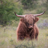 Amsterdamse Waterleidingduinen